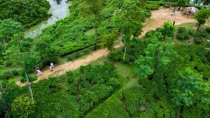 People walking on a path through lush green tea plantations.