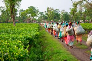 Workers carrying bags on a path through tea fields.